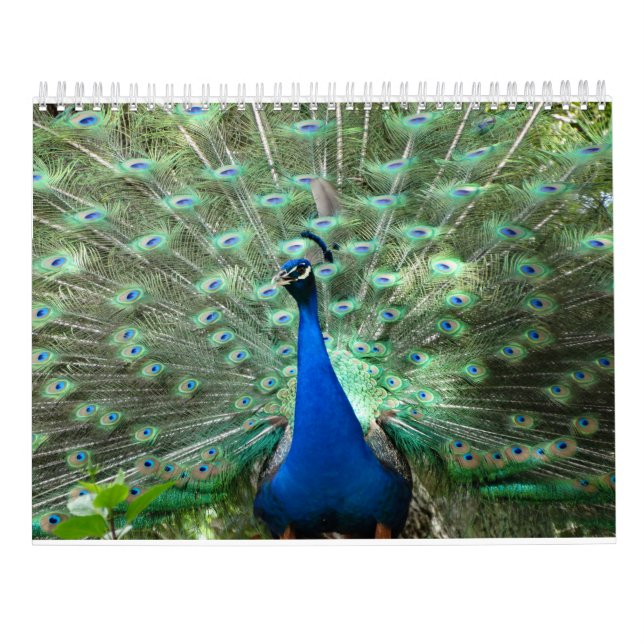 Peacock Kalender (Baksida)