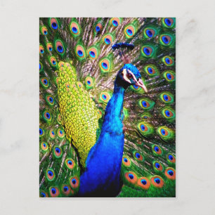 Peacock,Kärlek_ Vykort