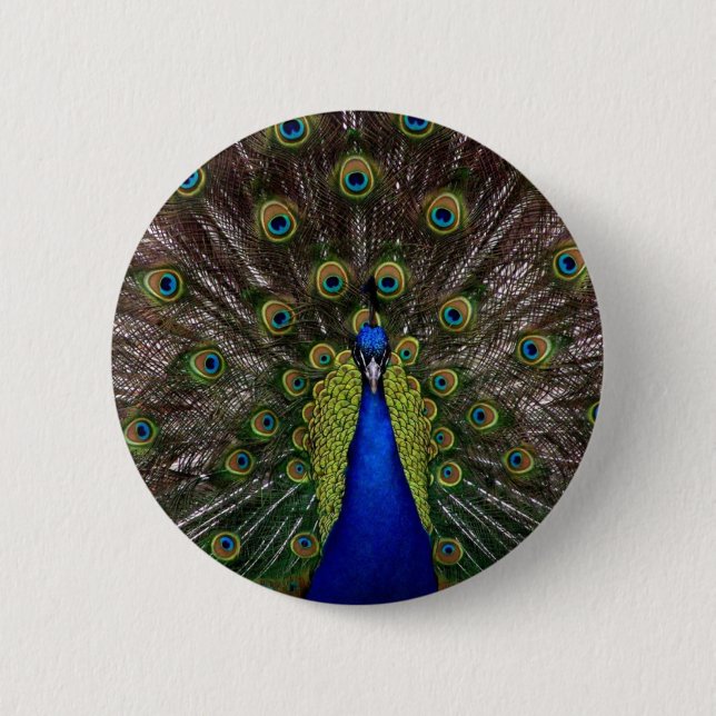 Peacock Knapp (Framsida)