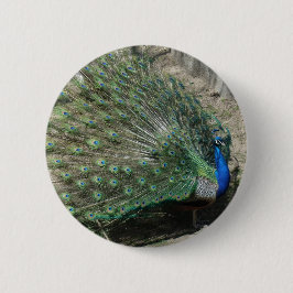 Peacock Knapp
