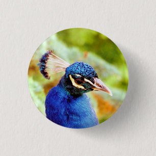PEACOCK KNAPP
