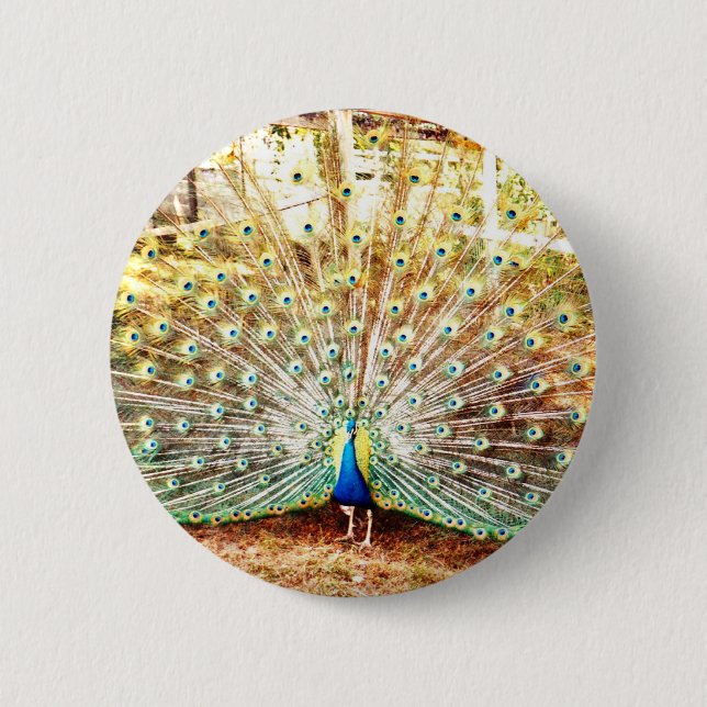 Peacock-knapp Knapp (Framsida)
