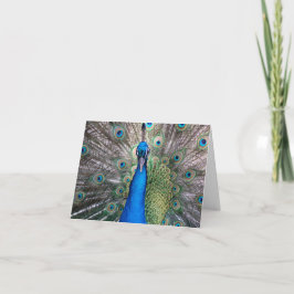Peacock Kort