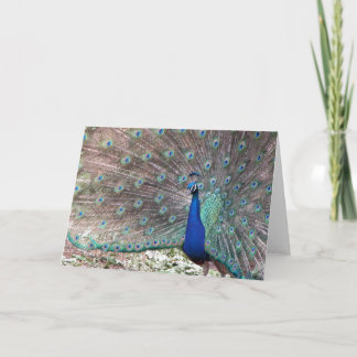 Peacock Kort