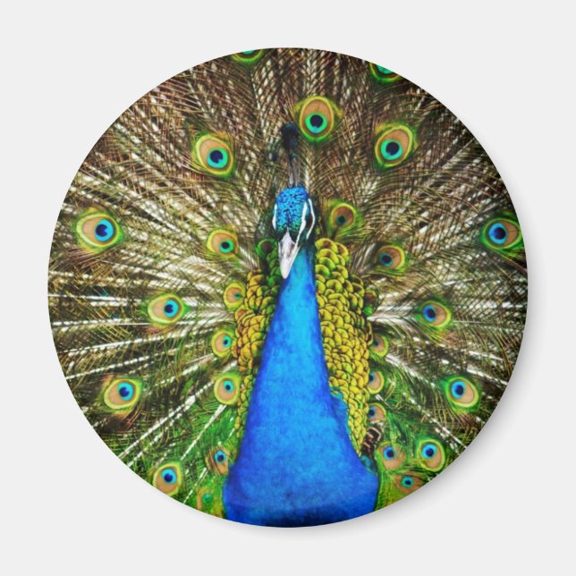 Peacock Magnet (Framsidan)