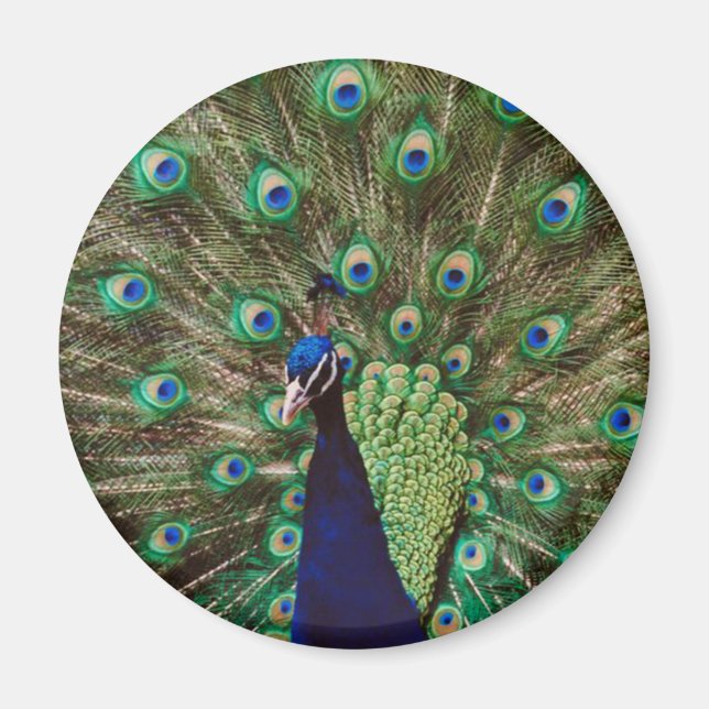 Peacock Magnet (Framsidan)