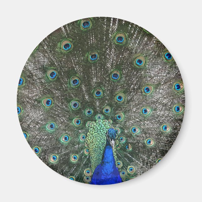 Peacock Magnet (Framsidan)