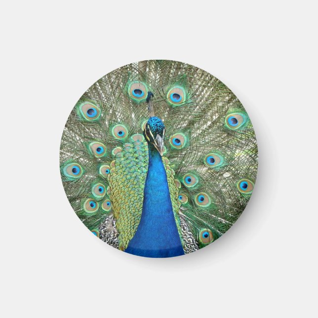 Peacock Magnet (Framsidan)