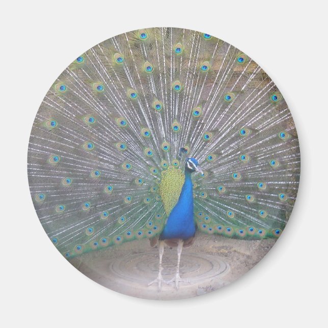 Peacock Magnet (Framsidan)