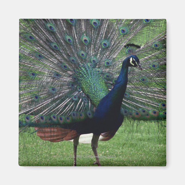 Peacock Magnet (Framsidan)