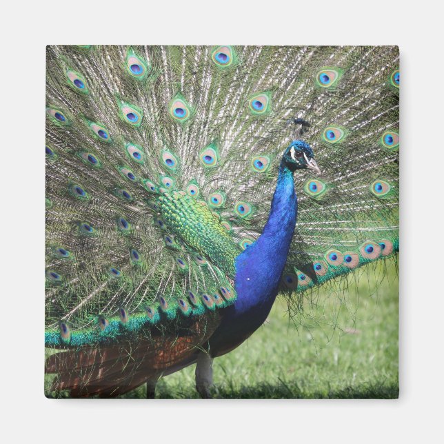 Peacock magnet (Framsidan)
