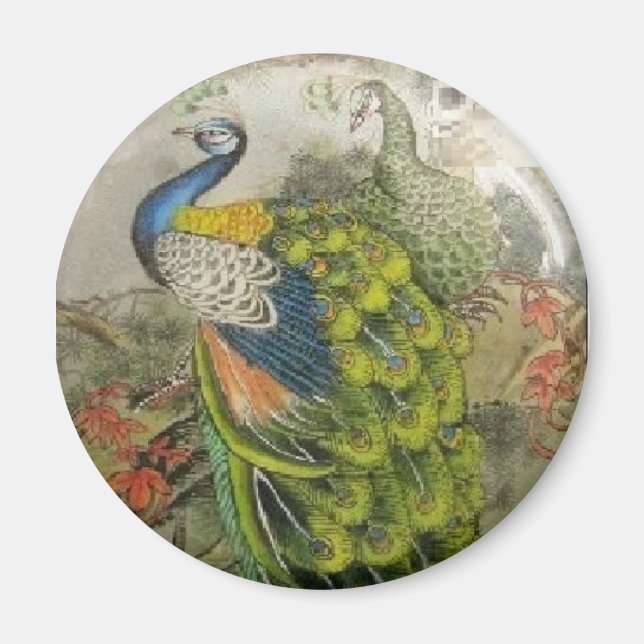 Peacock Magnet (Framsidan)
