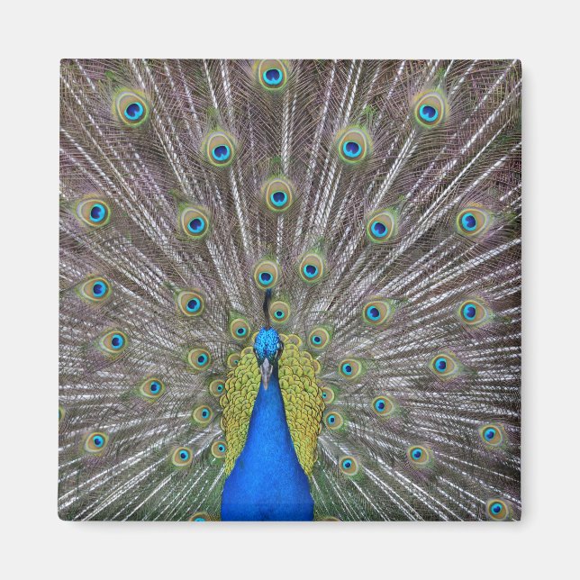Peacock Magnet (Framsidan)