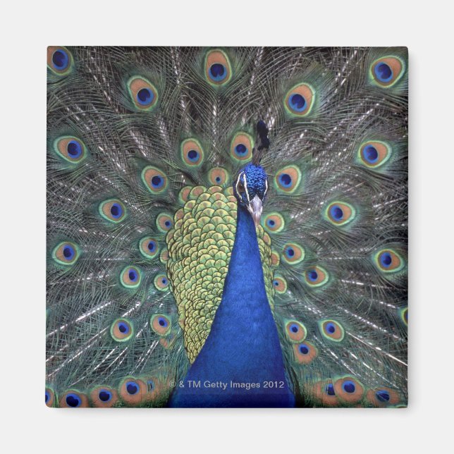 Peacock Magnet (Framsidan)