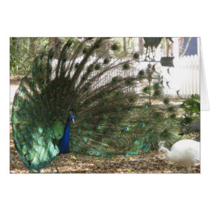 Peacock Malea och Albino Peahen Birds Hälsningskort