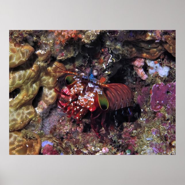 Peacock Mantis Shrimp Poster (Framsidan)