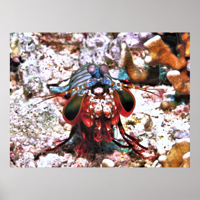 Peacock Mantis Shrimp Poster (Framsidan)