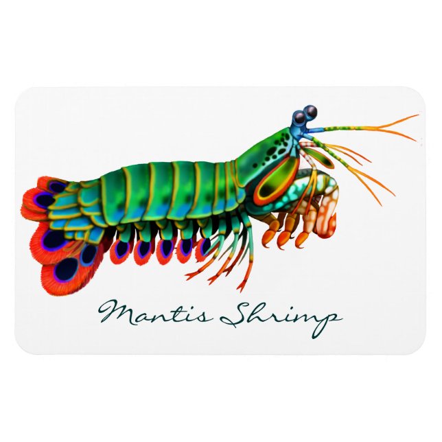 Peacock Mantis Shrimp Reef Animal Magnet (Horisontell)