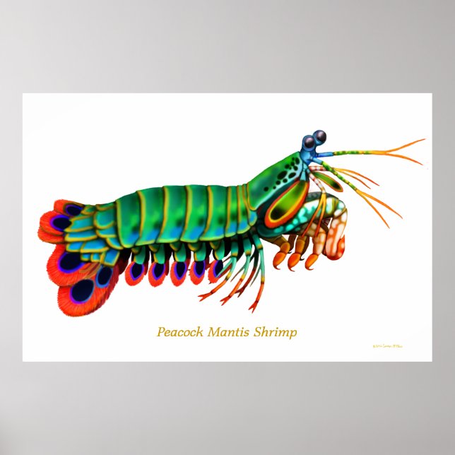 Peacock Mantis Shrimp Reef Animal Poster (Framsidan)