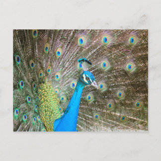 Peacock med Feathers Fanned - Bird Wildlife Photo Vykort