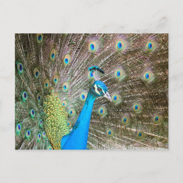 Peacock med Feathers Fanned - Bird Wildlife Photo Vykort (Framsida)