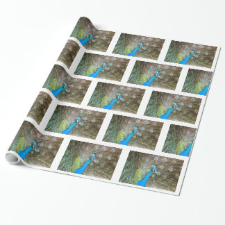 Peacock med Feathers Fanned - Wildlife Bird Photo Presentpapper