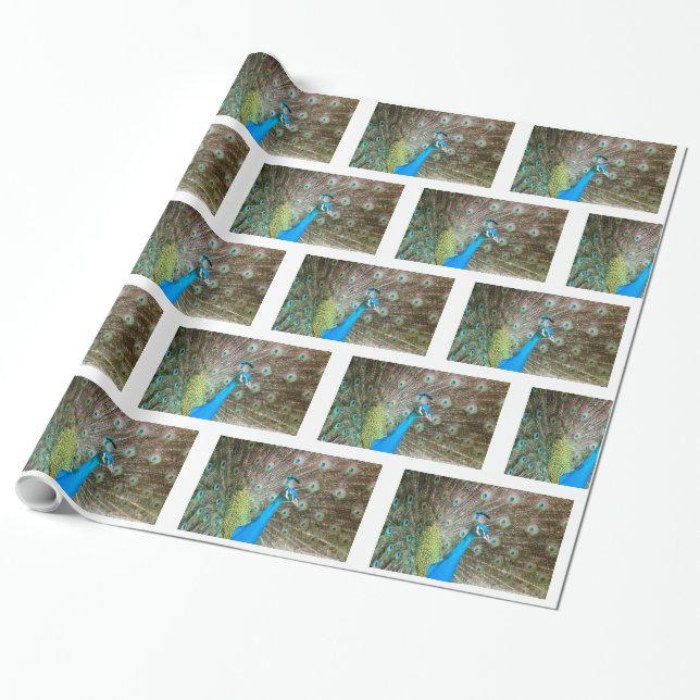 Peacock med Feathers Fanned - Wildlife Bird Photo Presentpapper (Utrullad)