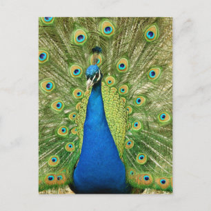 Peacock med vackra fjädrar Foto Vykort