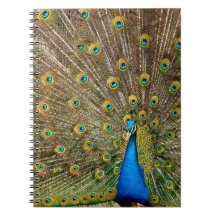 Peacock Mönster Peacock Artwork Paearin Ar