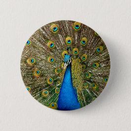 Peacock Mönster Peacock Artwork Paearin Ar Knapp