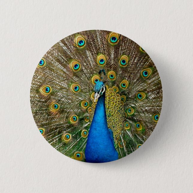 Peacock Mönster Peacock Artwork Paearin Ar Knapp (Framsida)