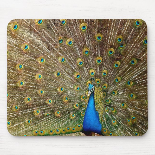 Peacock Mönster Peacock Artwork Paearin Ar Musmatta (Framsidan)
