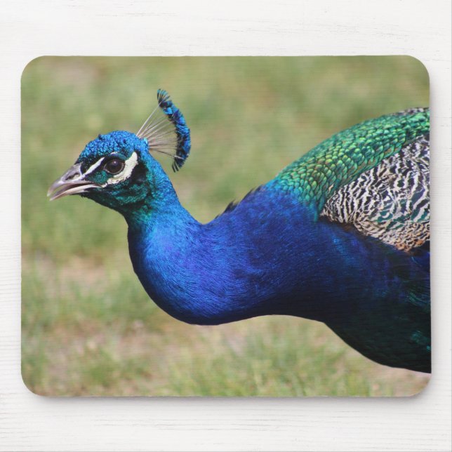 Peacock Mouse Pad Musmatta (Framsidan)