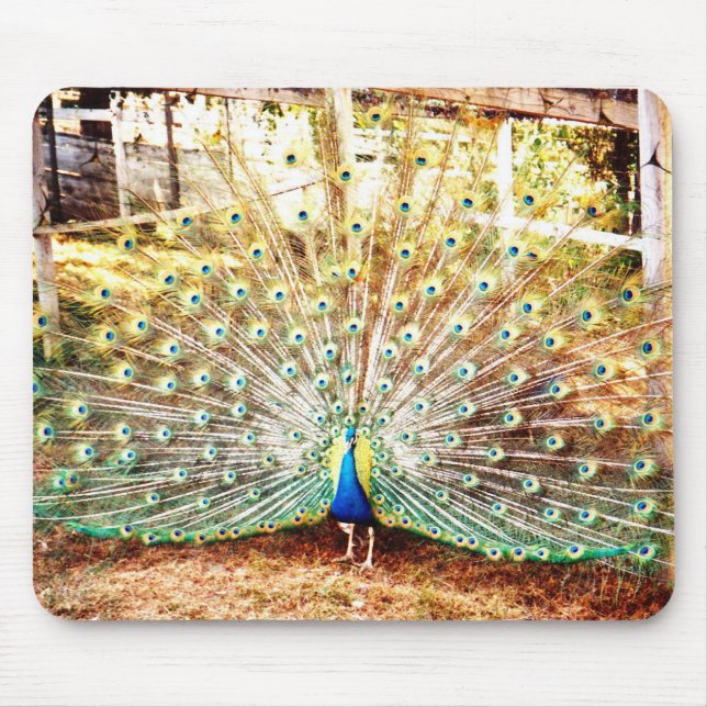 Peacock Mouse Pad Musmatta (Framsidan)