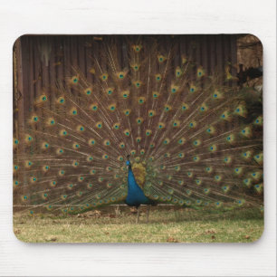 Peacock mousserande musmatta