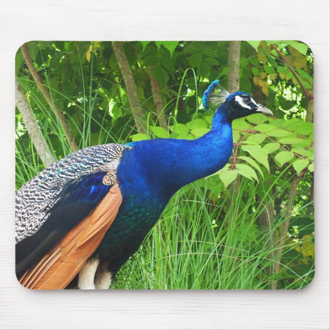 Peacock Musmatta (Framsidan)