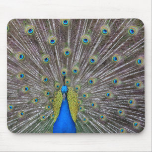 Peacock Musmatta