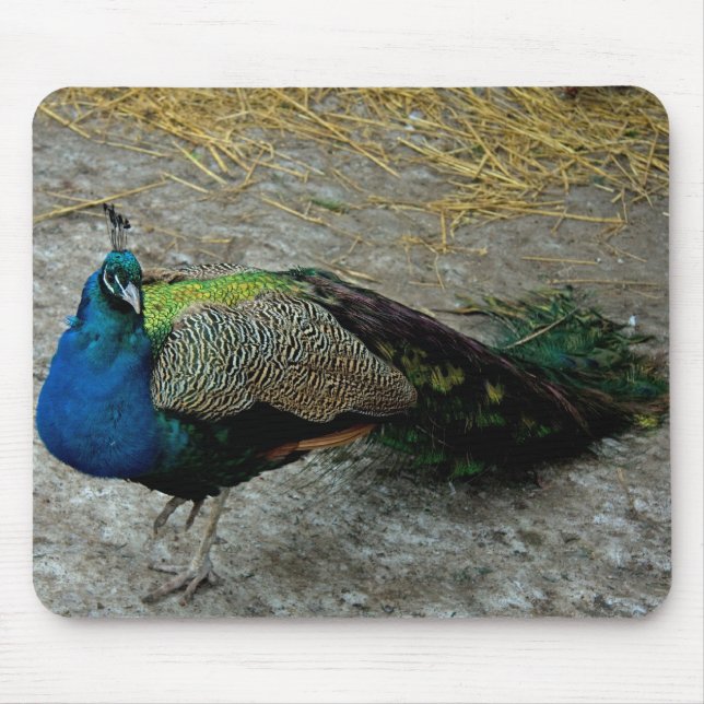 Peacock Musmatta (Framsidan)