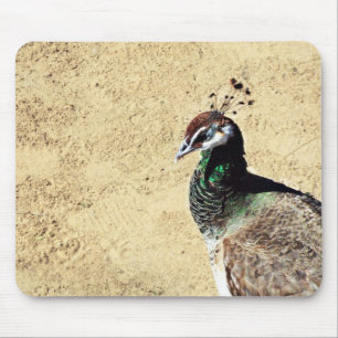 Peacock Musmatta