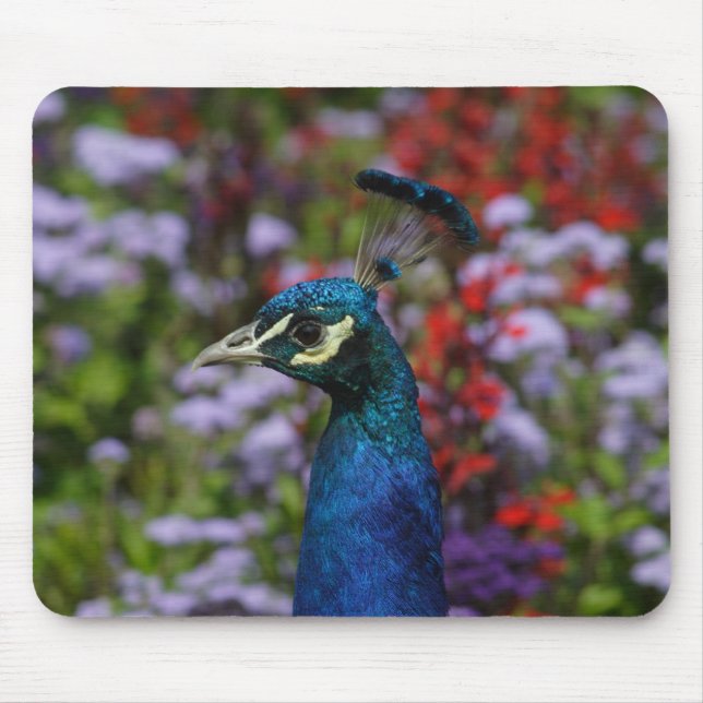 Peacock Musmatta (Framsidan)