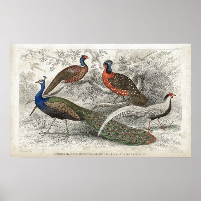 Peacock och fasaner Antique Lithograph Poster (Framsidan)