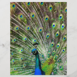 Peacock och fjädrar, fototillbehör
