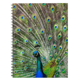 Peacock och fjädrar, fototillbehör anteckningsbok