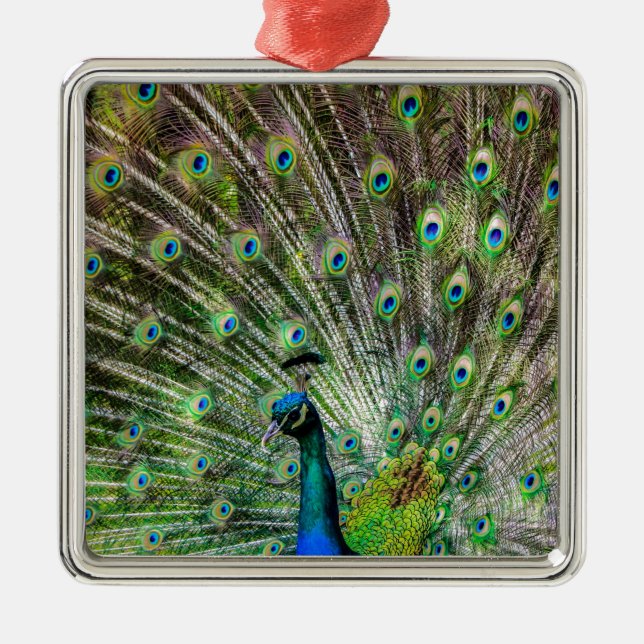 Peacock och fjädrar, fototillbehör julgransprydnad metall (Framsidan)