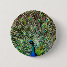 Peacock och fjädrar, fototillbehör knapp