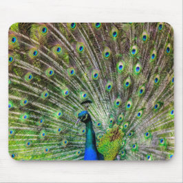 Peacock och fjädrar, fototillbehör musmatta