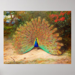 Peacock och Peacock Butterfly Poster