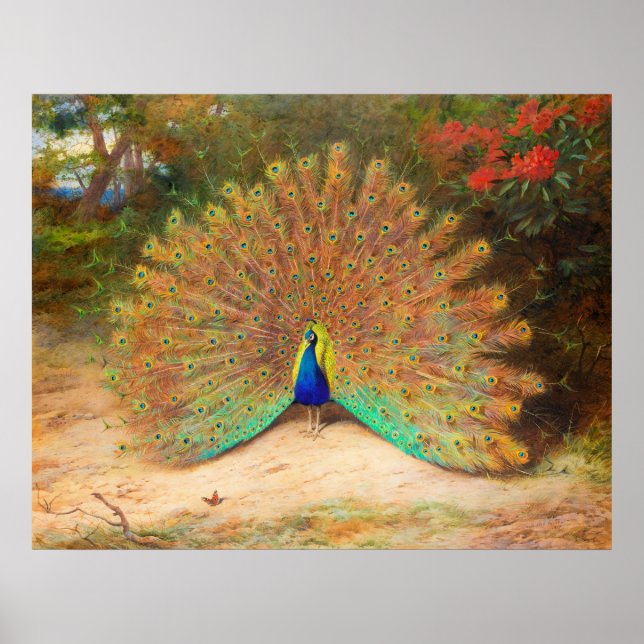 Peacock och Peacock Butterfly Poster (Framsidan)