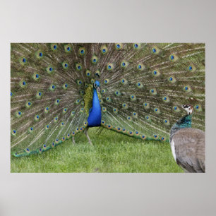 Peacock och Peahen Poster