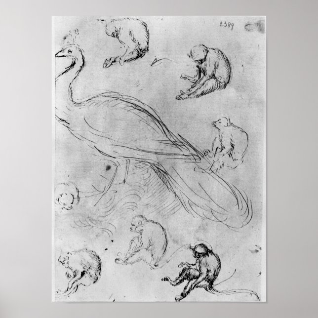 Peacock och sex apor poster (Framsidan)